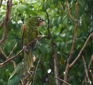Hispaniolan Parakeet, Dominican Republic