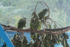 Puerto Rican Parrot [Amazon] (caged), Puerto Rico