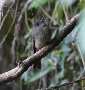 Hispaniolan Pewee, Dominican Republic