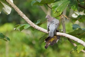 Plain Pigeon, Dominican Republic