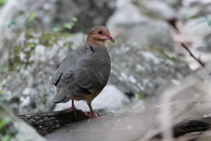 Key West Quail-dove, Dominican Republic