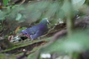 White-fronted Quail-dove, Dominican Republic