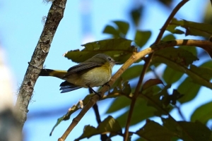 American Redstart (fem), Dominican Republic