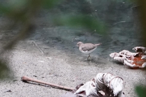 Solitary Sandpiper, Dominican Republic
