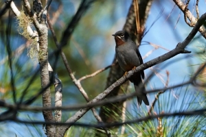 Rufous-throated Solitaire, Dominican Republic