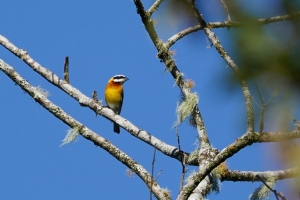 Hispaniolan Spindalis, Dominican Republic