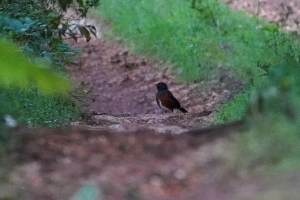 La Selle Thrush, Dominican Republic