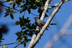 Red-legged Thrush, Dominican Republic