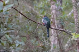 Hispaniolan Trogon, Dominican Republic