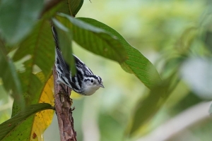Black-and-white Warbler, Dominican Republic
