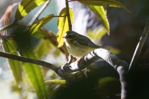 Black-throated Blue Warbler (fem), Dominican Republic
