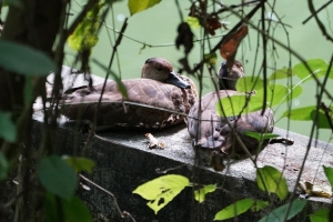 West Indian Whistling-duck, Dominican Republic