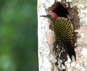 Hispaniolan Woodpecker, Dominican Republic