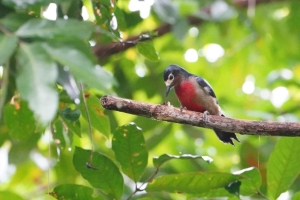 Puerto Rican Woodpecker (fem), Puerto Rico