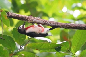 Puerto Rican Woodpecker, Puerto Rico