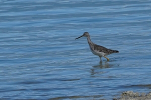 Greater Yellowlegs, Dominican Republic