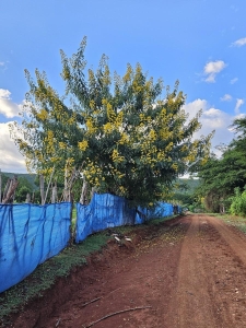 Senna (much bigger than ours in AZ!)