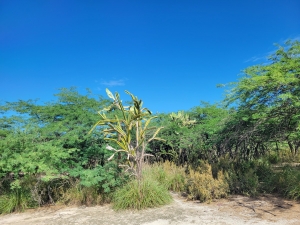 Near Duverge, DR