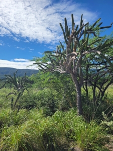 Near Duverge, DR