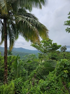 El Yunque National Forest