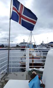 Going on a puffin cruise! Reykjavik, Iceland