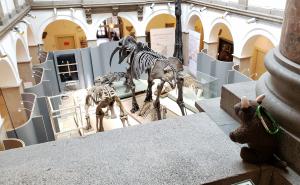Paleontology Museum, Munich