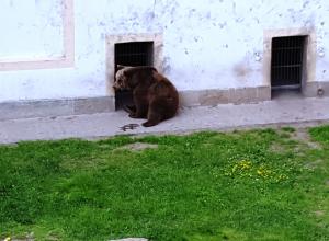 One of the Torgau bears