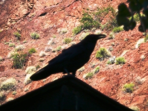 Most common bird - the raven