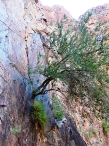 Tree growing from a rock