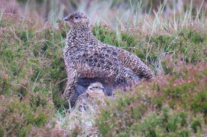Red Grouse (f)