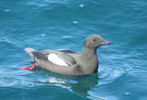 Black Guillemot