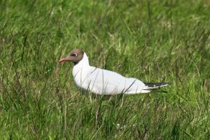 Black-headed Gull
