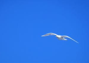 Glaucous Gull