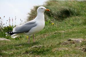 Herring Gull