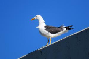 Lesser Black-backed Gull