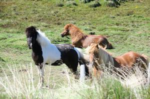 Icelandic Horses