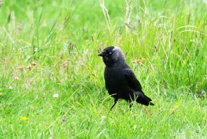 Jackdaw