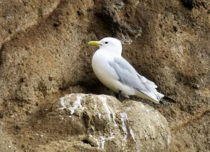 Black-legged Kittiwake