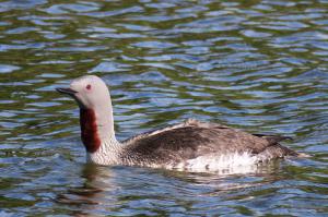 Red-throated Diver (Loon)
