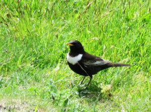 Ring Ouzel