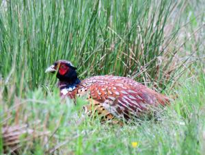 Ring-necked Pheasant