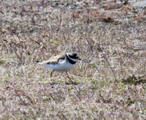 Common Ringed Plover