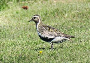 Eurasian Golden Plover