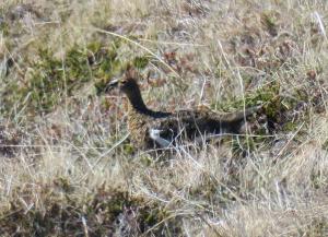 Rock Ptarmigan (f)