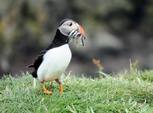 Atlantic Puffin