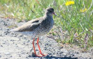 Redshank