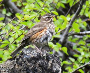 Redwing