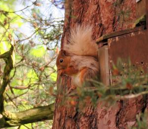Red Squirrel