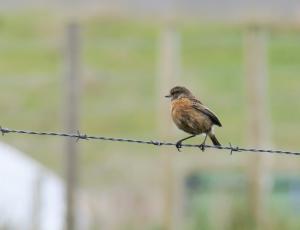 Stonechat