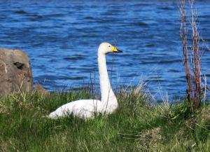 Whooper Swan